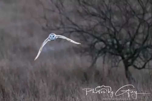 18-21 Nov 2024 : Cleator Moor, Cumbria - Barn owl 