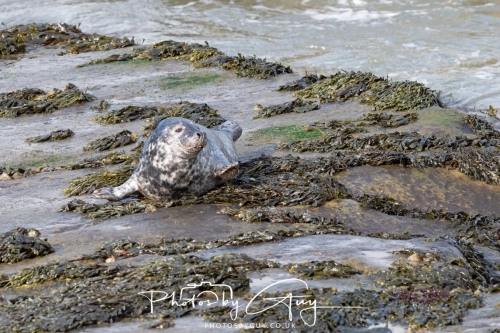 22 Feb 2025 Grey Seals- Whitely Bay, St Marys Lighthouse, Northumbria