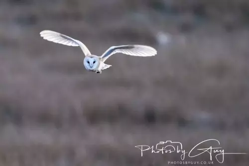18-21 Nov 2024 : Cleator Moor, Cumbria - Barn owl 