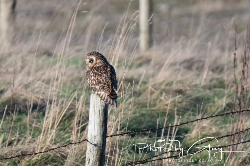 02 January 2025 : Short Eared Owl , Workington