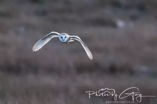 18-21 Nov 2024 : Cleator Moor, Cumbria - Barn owl 