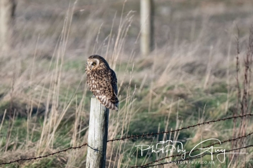 02 January 2025 : Short Eared Owl , Workington