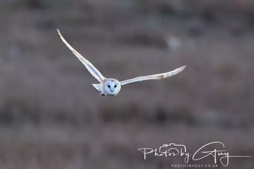 18-21 Nov 2024 : Cleator Moor, Cumbria - Barn owl 