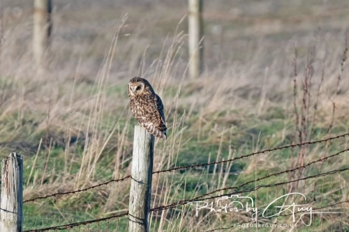 02 January 2025 : Short Eared Owl , Workington