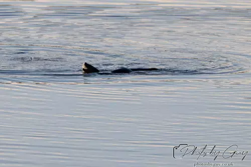 10 October 2024 : Esk River, West Cumbria : Mother Otter with her Cub at dawn