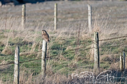 02 January 2025 : Short Eared Owl , Workington