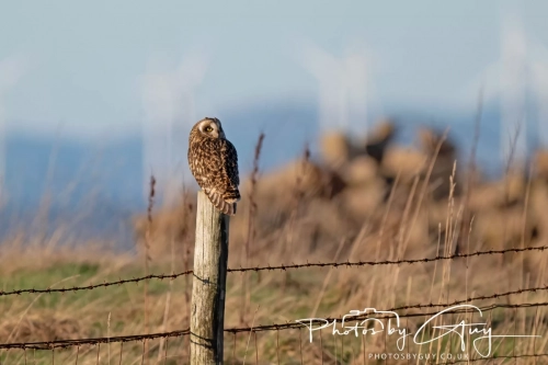 02 January 2025 : Short Eared Owl , Workington