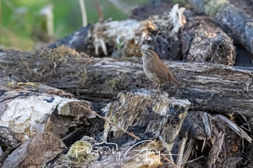 9-11 April 2025 : Parkside, Cleator Moor, West Cumbria - Stonechat