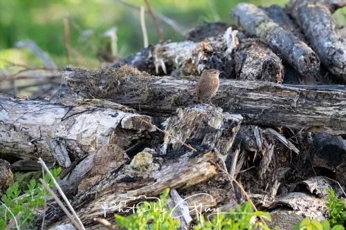 9-11 April 2025 : Parkside, Cleator Moor, West Cumbria - Stonechat