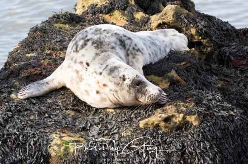 22 Feb 2025 Grey Seals- Whitely Bay, St Marys Lighthouse, Northumbria
