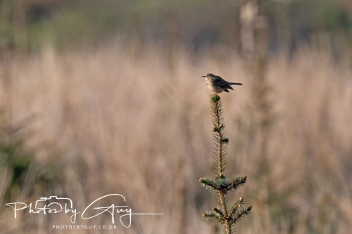 9-11 April 2025 : Parkside, Cleator Moor, West Cumbria - Stonechat