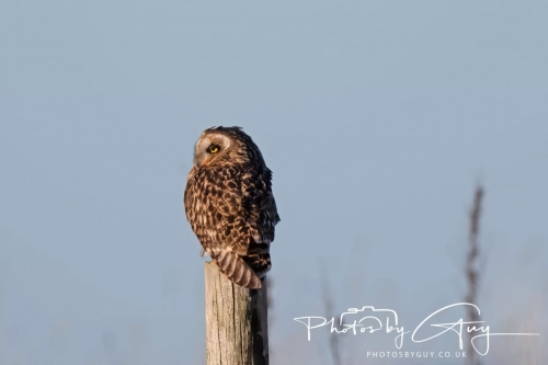 02 January 2025 : Short Eared Owl , Workington