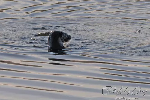 10 October 2024 : Esk River, West Cumbria : Mother Otter with her Cub at dawn