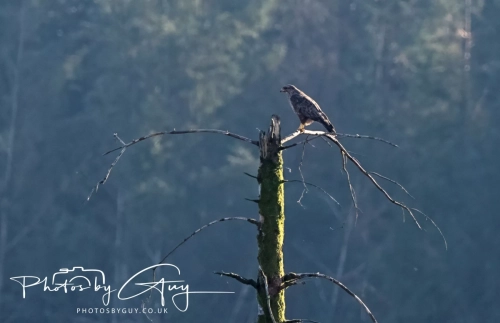 9-11 April 2025 : Parkside, Cleator Moor, West Cumbria - Buzzard