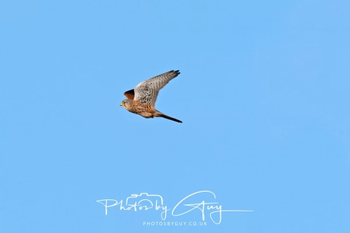 24 Feb 2025 :Kestrel - Near Frizington, West Cumbria