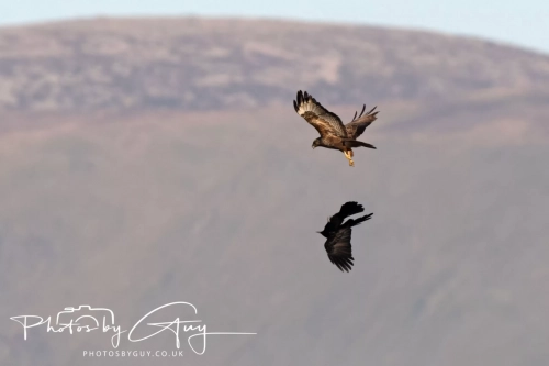 9-11 April 2025 : Parkside, Cleator Moor, West Cumbria - Buzzard