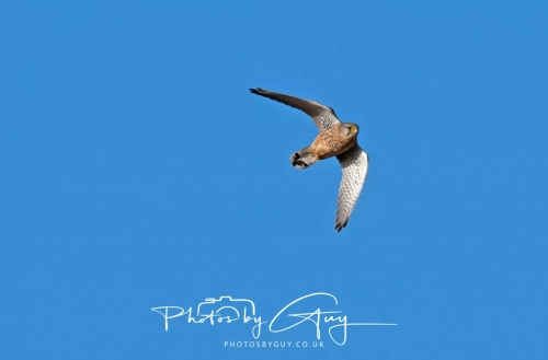 24 Feb 2025 :Kestrel - Near Frizington, West Cumbria