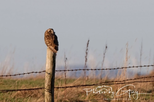 02 January 2025 : Short Eared Owl , Workington