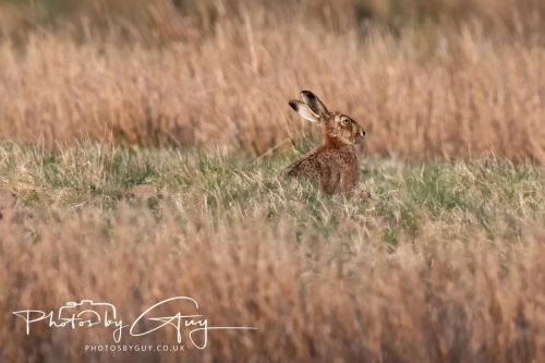 9-11 April 2025 : Parkside, Cleator Moor, West Cumbria - Hare