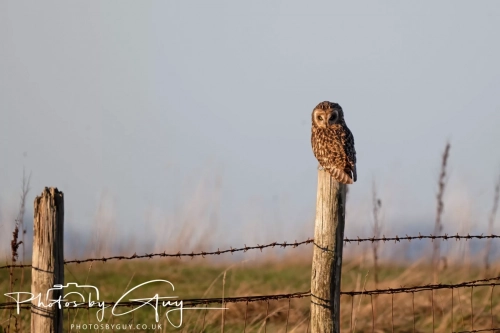 02 January 2025 : Short Eared Owl , Workington