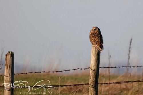 02 January 2025 : Short Eared Owl , Workington