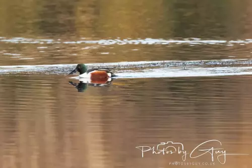 18-21 Nov 2024 : Cleator Moor, Cumbria - Shoveler Duck