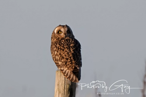 02 January 2025 : Short Eared Owl , Workington