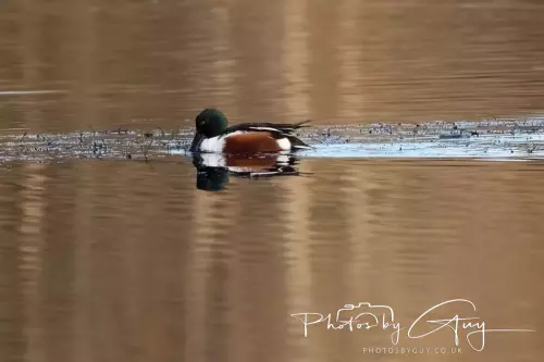 18-21 Nov 2024 : Cleator Moor, Cumbria - Shoveler Duck