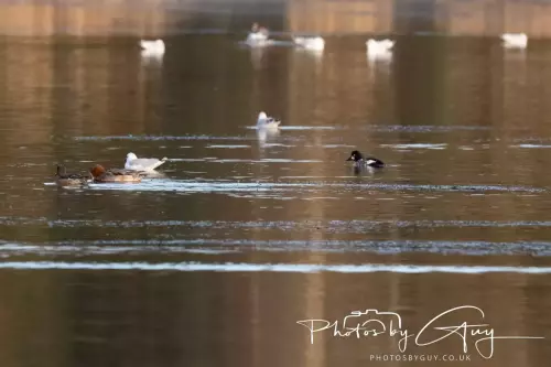 18-21 Nov 2024 : Cleator Moor, Cumbria - Golden Eye