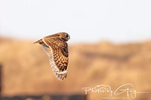 02 January 2025 : Short Eared Owl , Workington