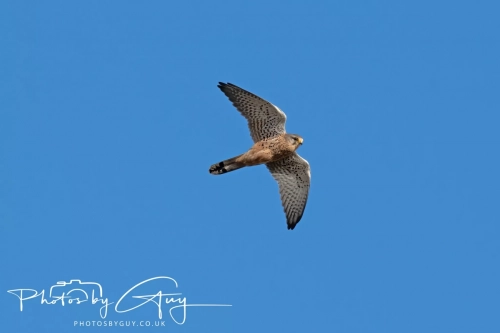 24 Feb 2025 :Kestrel - Near Frizington, West Cumbria