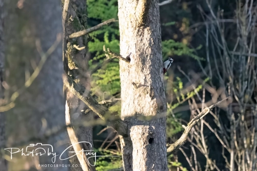 9-11 April 2025 : Parkside, Cleator Moor, West Cumbria - Greater Spotted Woodpecker 