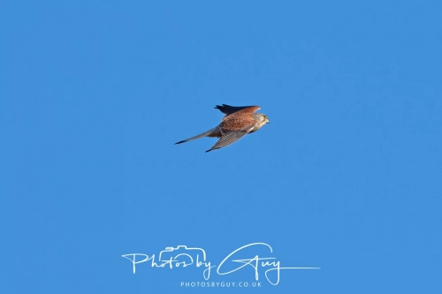24 Feb 2025 :Kestrel - Near Frizington, West Cumbria