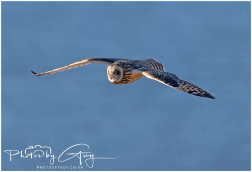 02 January 2025 : Short Eared Owl , Workington