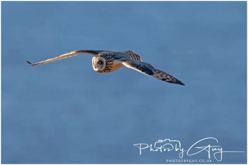 02 January 2025 : Short Eared Owl , Workington