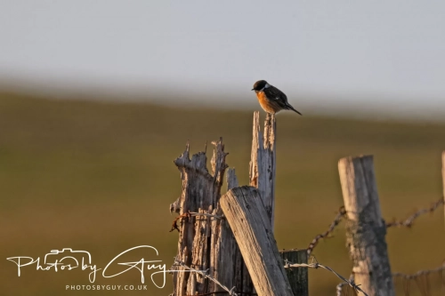 9-11 April 2025 : Parkside, Cleator Moor, West Cumbria - Stonechat