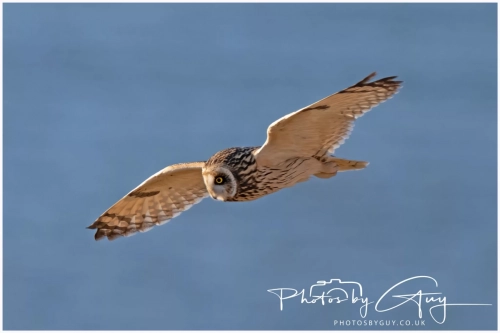 02 January 2025 : Short Eared Owl , Workington