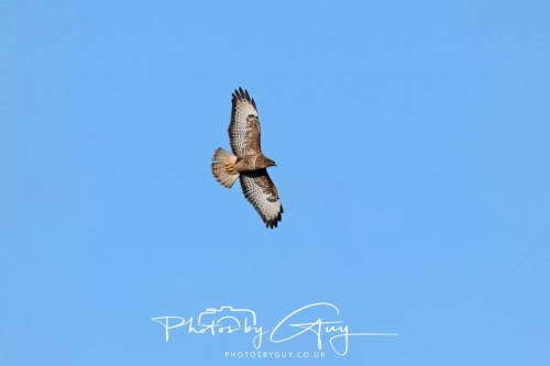 24 Feb 2025 :Buzzard - Near Frizington, West Cumbria