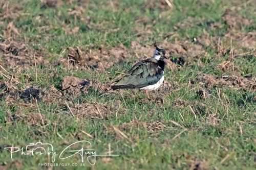 9-11 April 2025 : Parkside, Cleator Moor, West Cumbria - Lapwing getting ready to nest