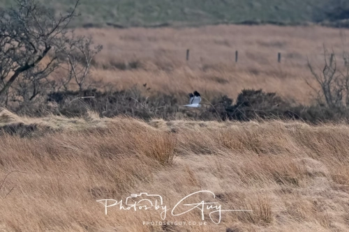 24 Feb 2025 :Hen Harrier - Near Frizington, West Cumbria