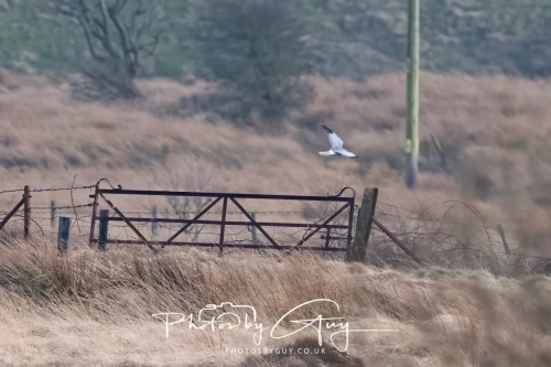 24 Feb 2025 :Hen Harrier - Near Frizington, West Cumbria
