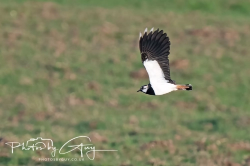9-11 April 2025 : Parkside, Cleator Moor, West Cumbria - Lapwing getting ready to nest