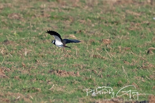 9-11 April 2025 : Parkside, Cleator Moor, West Cumbria - Lapwing getting ready to nest