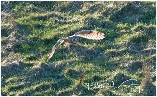 02 January 2025 : Short Eared Owl , Workington