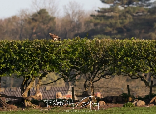 9-11 April 2025 : Parkside, Cleator Moor, West Cumbria - Buzzard