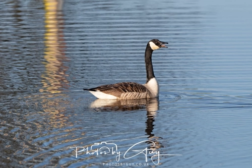 9-11 April 2025 : Parkside, Cleator Moor, West Cumbria - Canada Goose Calling