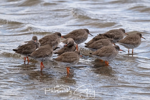 12 April 2025 : Leighton Mos RSPB Bird reserve, Lancashire, UK - Redshanks