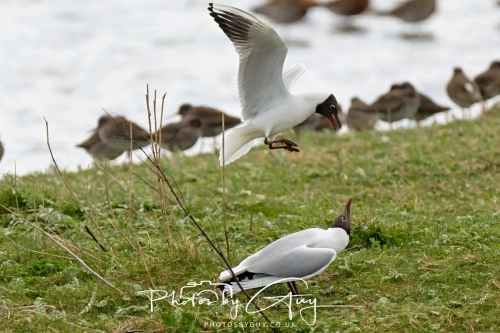 12 April 2025 : Leighton Mos RSPB Bird reserve, Lancashire, UK - Black Headed Gulls