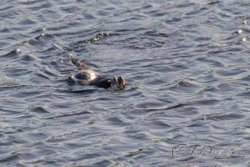 10 October 2024 : Esk River, West Cumbria : Mother Otter with her Cub at dawn