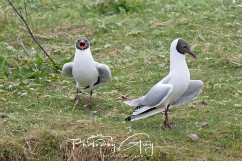 12 April 2025 : Leighton Mos RSPB Bird reserve, Lancashire, UK - Black Headed Gulls